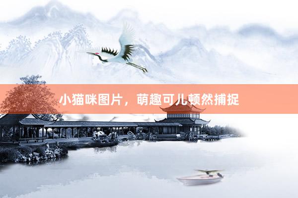 小猫咪图片，萌趣可儿顿然捕捉
